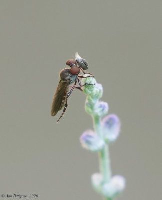 Holcocephala with Beetle