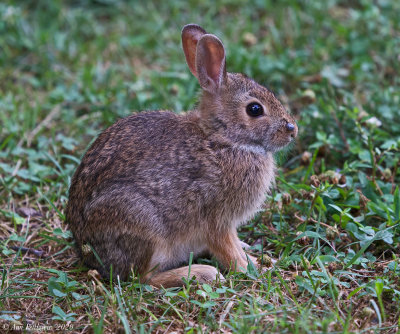 Eastern Cottontail Rabbit