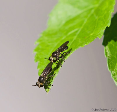 Robber Fly Pair