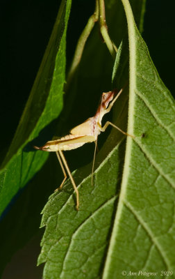 Two-spotted Tree Cricket