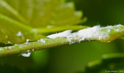 Unknown Hopper sp.