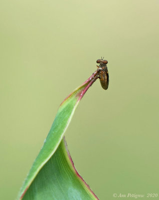 Holcocephala sp.