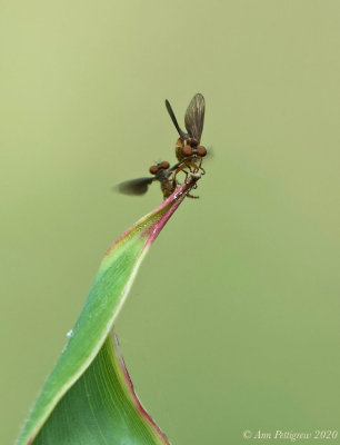 Holcocephala sp.- Male and Female