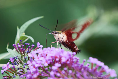 Hummingbird Clearwing