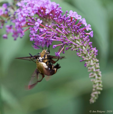 Snowberry Clearwings