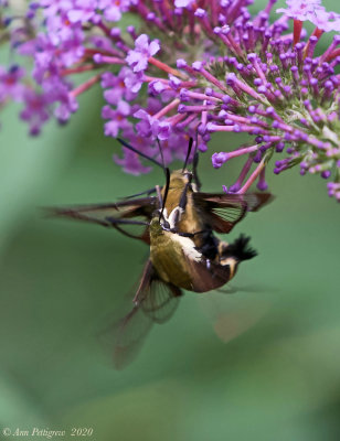 Snowberry Clearwings