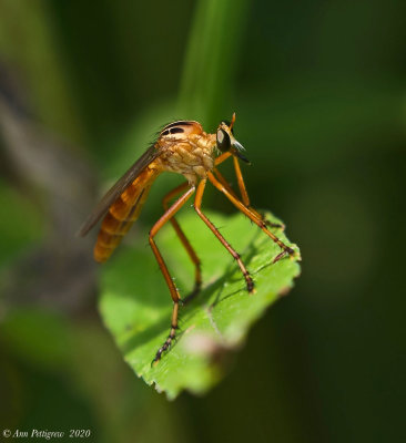 Hanging Thief