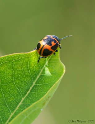 Swamp Milkweed Leaf Beetle