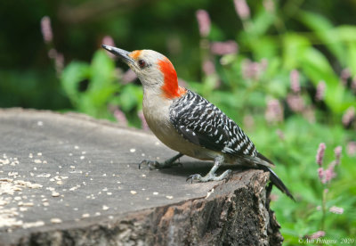 Red-bellied Woodpecker - Female