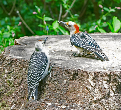 Red-bellied Woodpecker Female with Juvenile