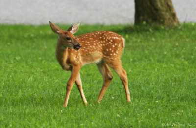 White-tailed Fawn