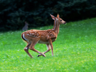 White-tailed Fawn