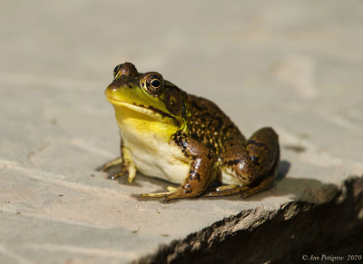 Green Frog