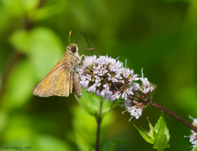 Skipper sp. (Swarthy?)