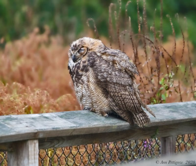 Great Horned Owl Fledgling