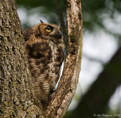 Great Horned Owl Fledgling