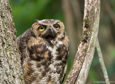 Great Horned Owl Fledgling