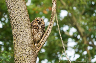 Great Horned Owl Fledgling