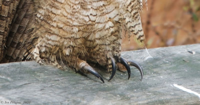 Great Horned Owl Talons