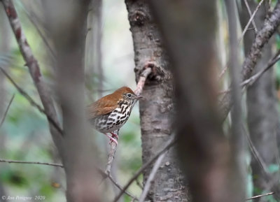 Wood Thrush