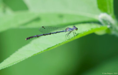 Damselfly sp. with Water Mites