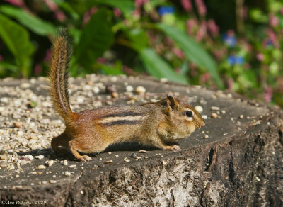 Eastern Chipmunk