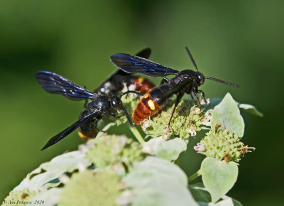 Blue-winged Wasps