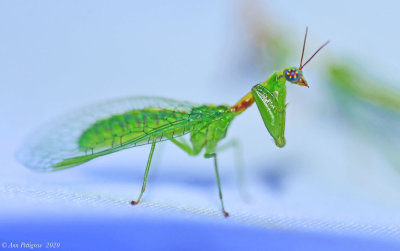 Green Mantisfly