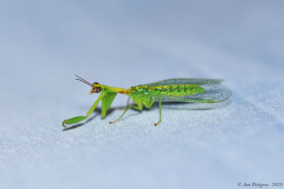 Green Mantisfly