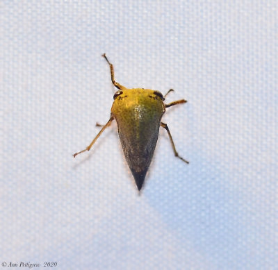 Treehopper