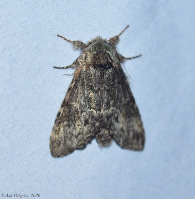 Mottled Prominent