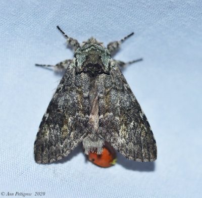 Mottled Prominent