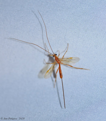 Ichneumon Wasp