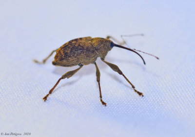 Nut and Acorn Weevil