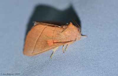 White-dotted Prominent