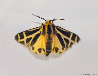 Carlottas Tiger Moth
