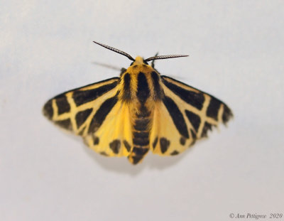 Carlotta’s Tiger Moth