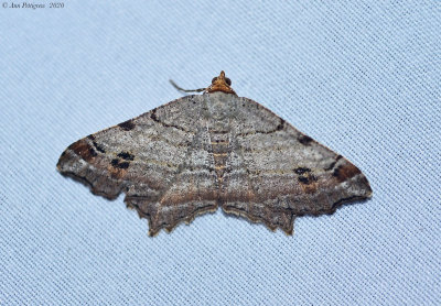 Hemlock Angle Moth
