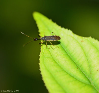 Long-necked Seed Bug