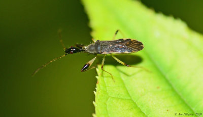 Long-necked Seed Bug