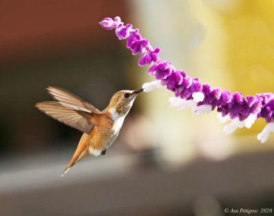 Rufous Hummingbird