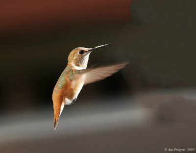 Rufous Hummingbird