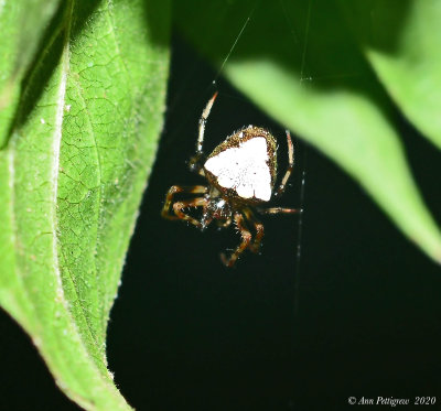 Arrowhead Spider