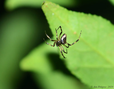 Unknown Spider sp.