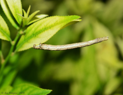 Caterpillar of a Geometer Moth