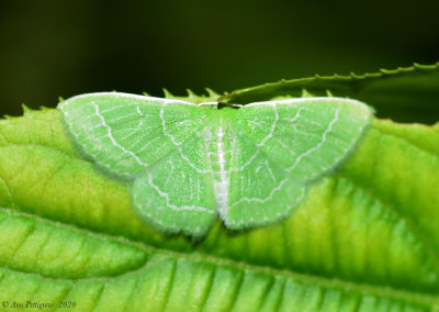 Wavy-lined Emerald