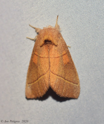 White-dotted Prominent