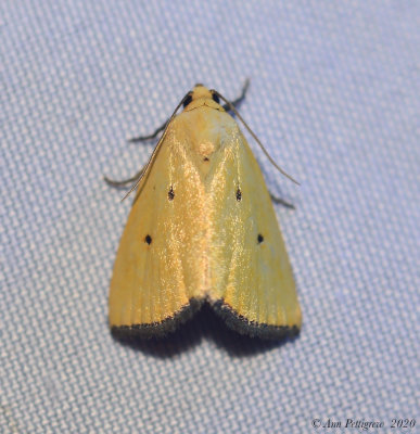 Black-bordered Lemon