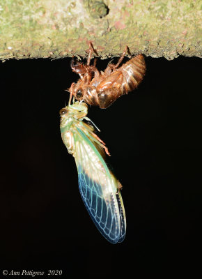 Dog Day Cicada