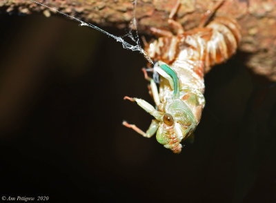 Dog Day Cicada
